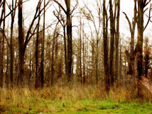 Louisianna